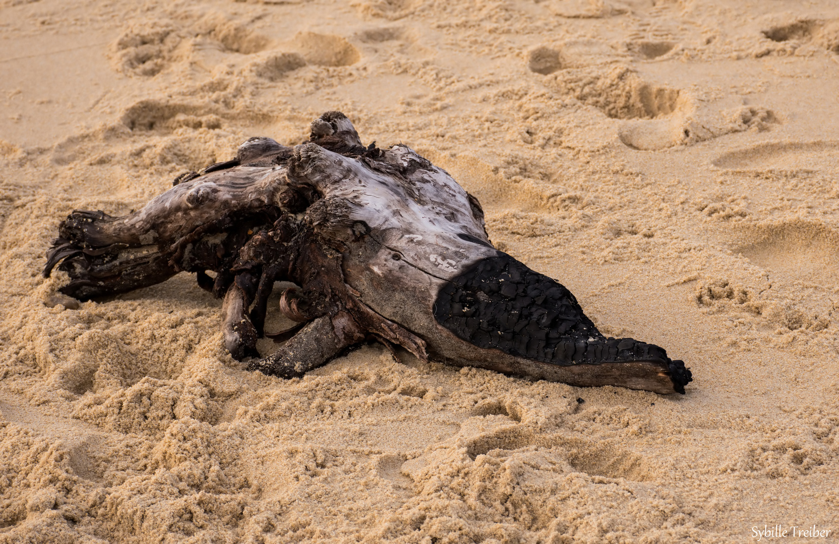 Das Monster vom Strand