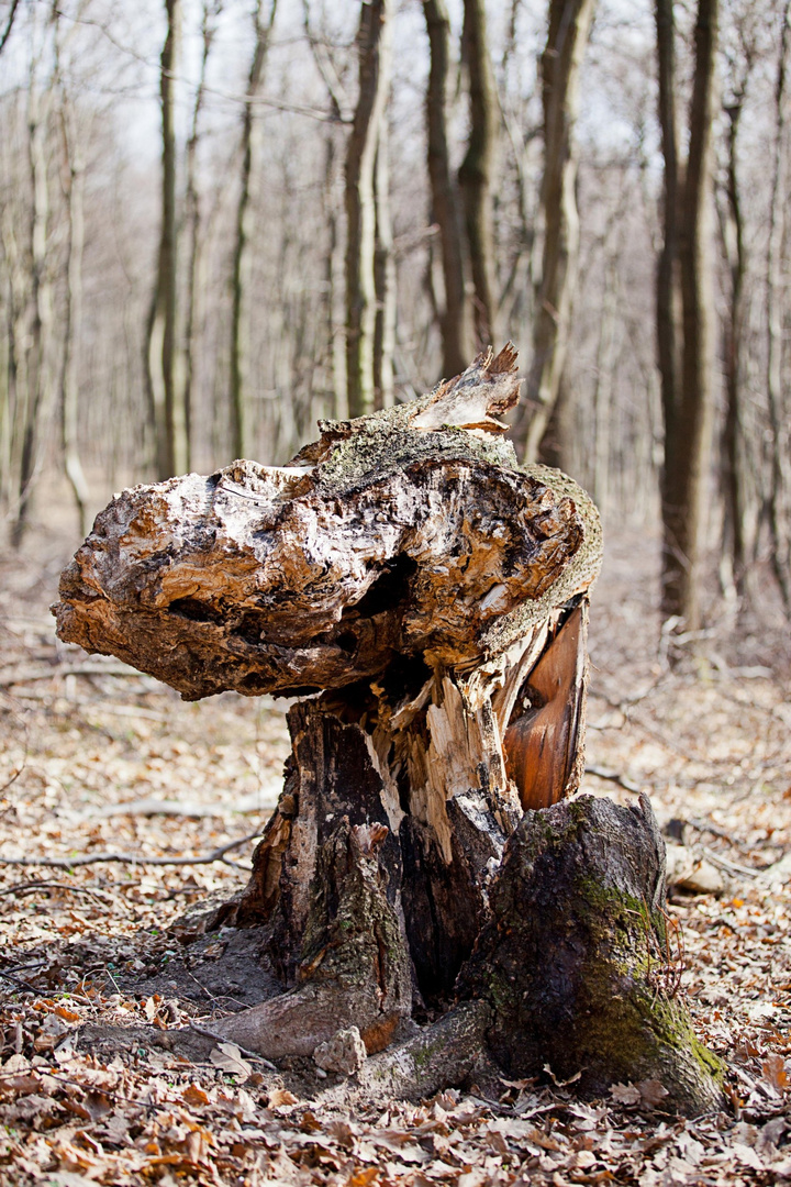 Das Monster von Eisenstadt