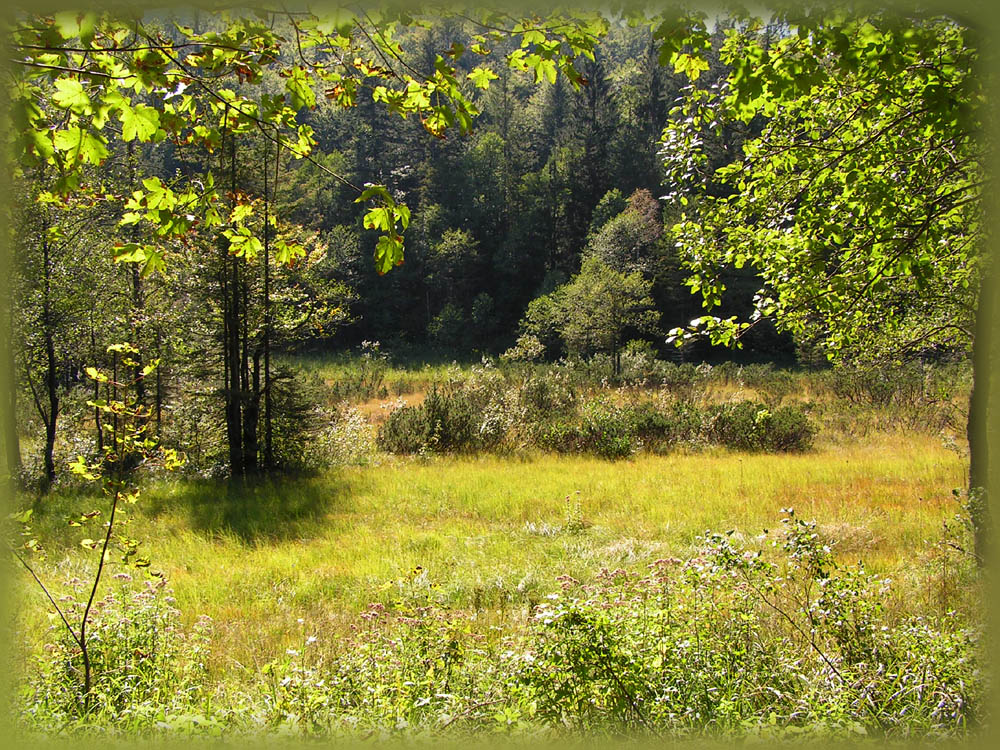 Das Moor am Frillensee (Inzell/Adlgass)