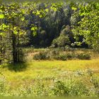 Das Moor am Frillensee (Inzell/Adlgass)