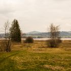 Das Moor am Päffikersee