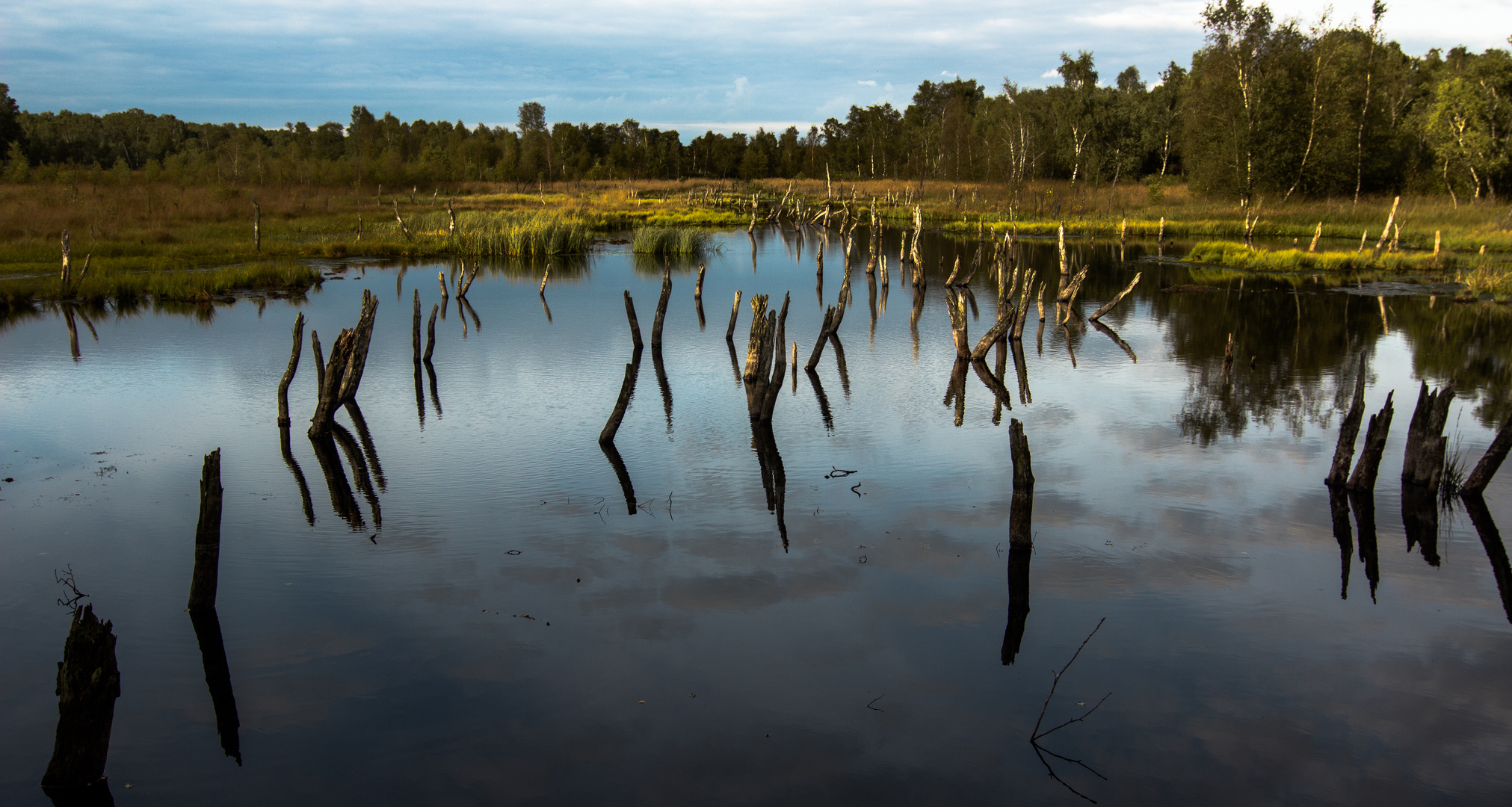 Das Moor