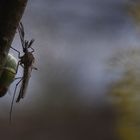 Das Moor empfängt den Fotografen