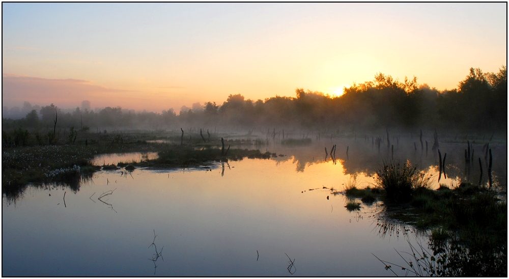 das Moor erwacht