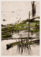 das Moor im Herbst