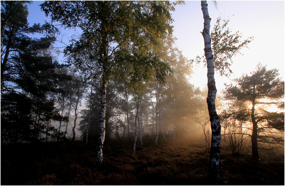 das Moor im Morgenlicht