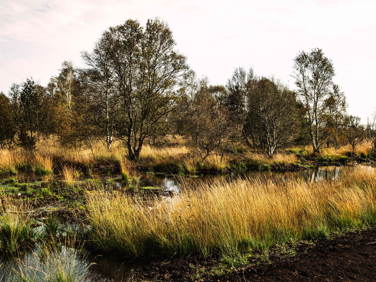 Das Moor im Novemberlicht.