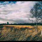 Das Moor im Novemberlicht...!!!