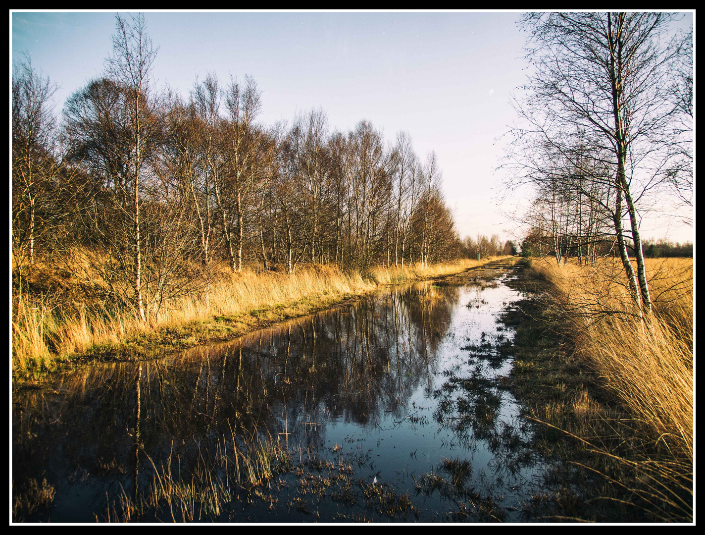 Das Moor im Novemberlicht II