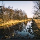 Das Moor im Novemberlicht II