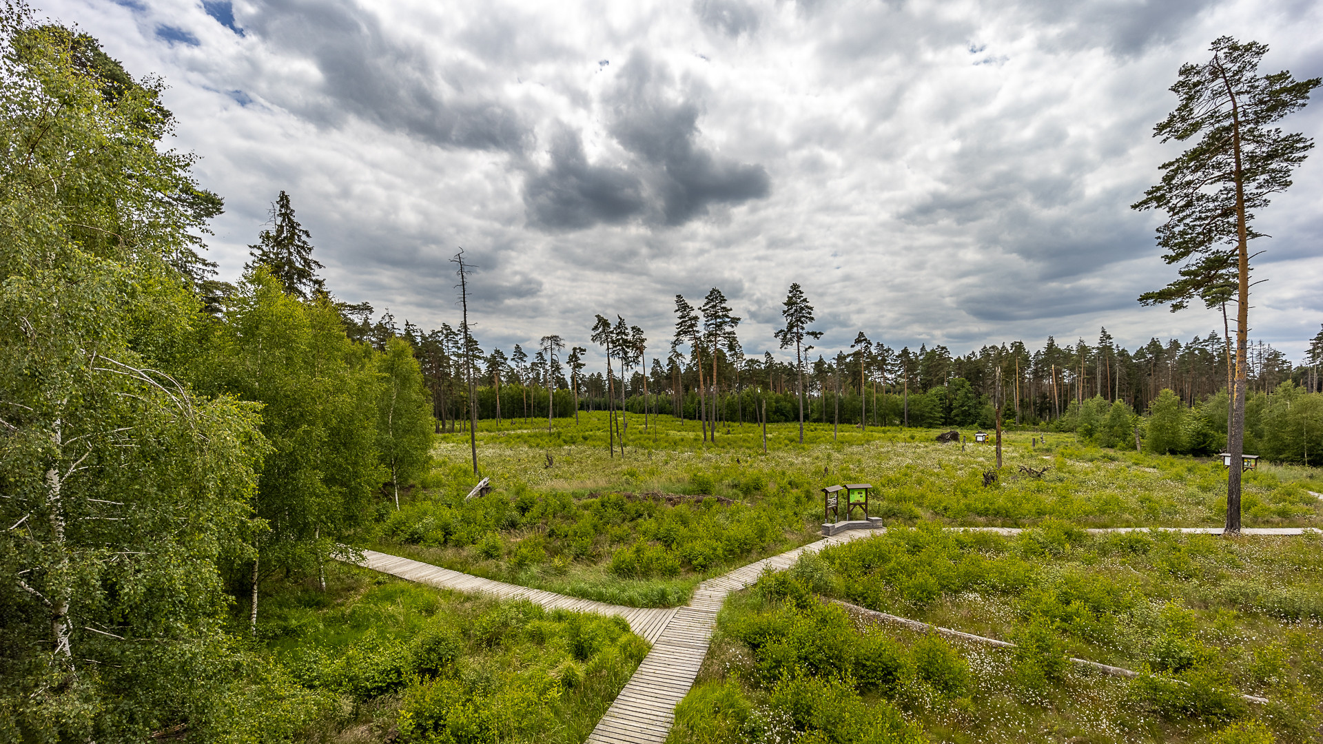 Das Moor im Pöllwitzer Wald