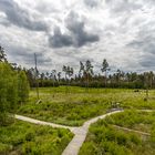 Das Moor im Pöllwitzer Wald