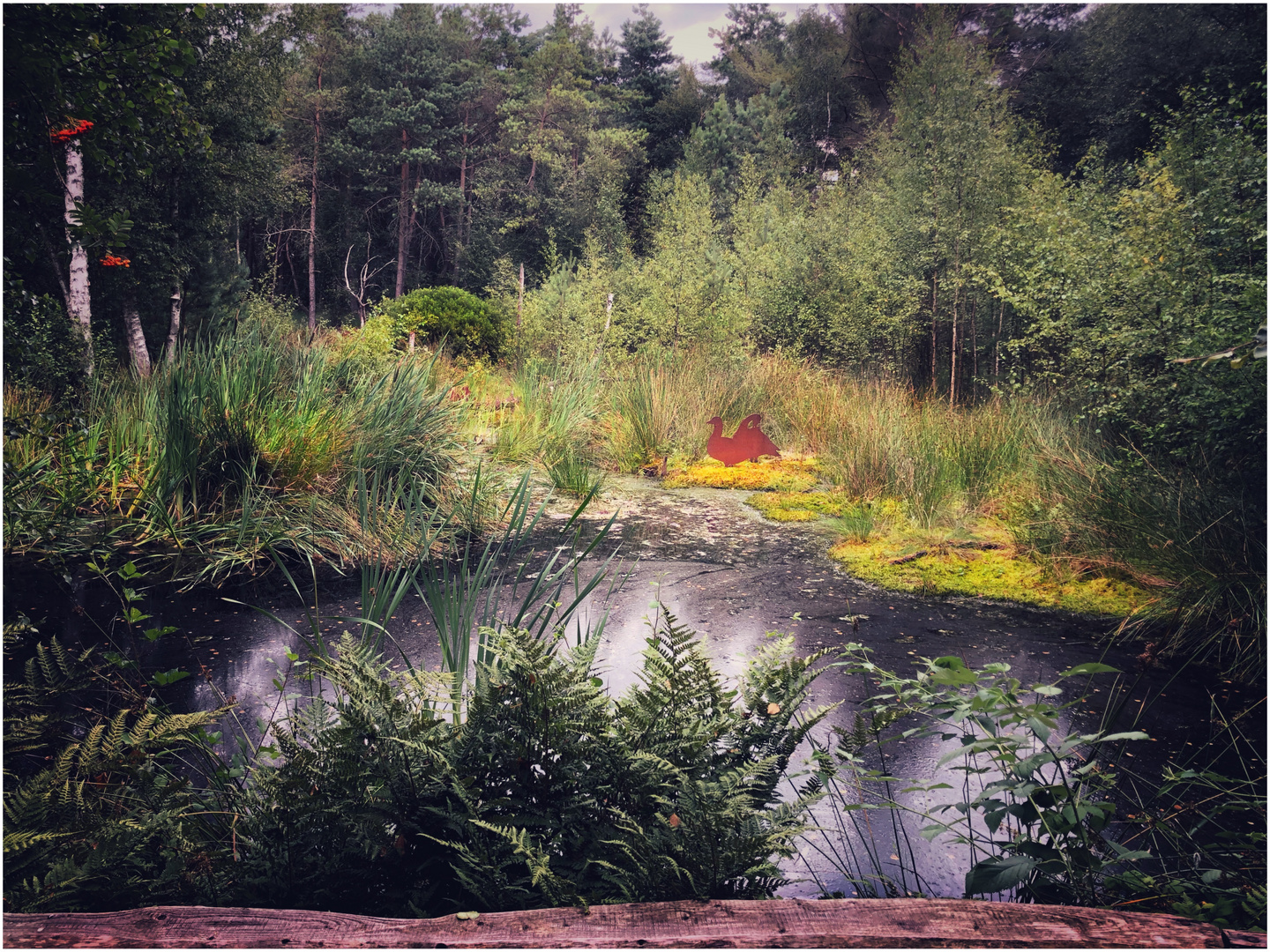 Das Moor im Sommerkleid