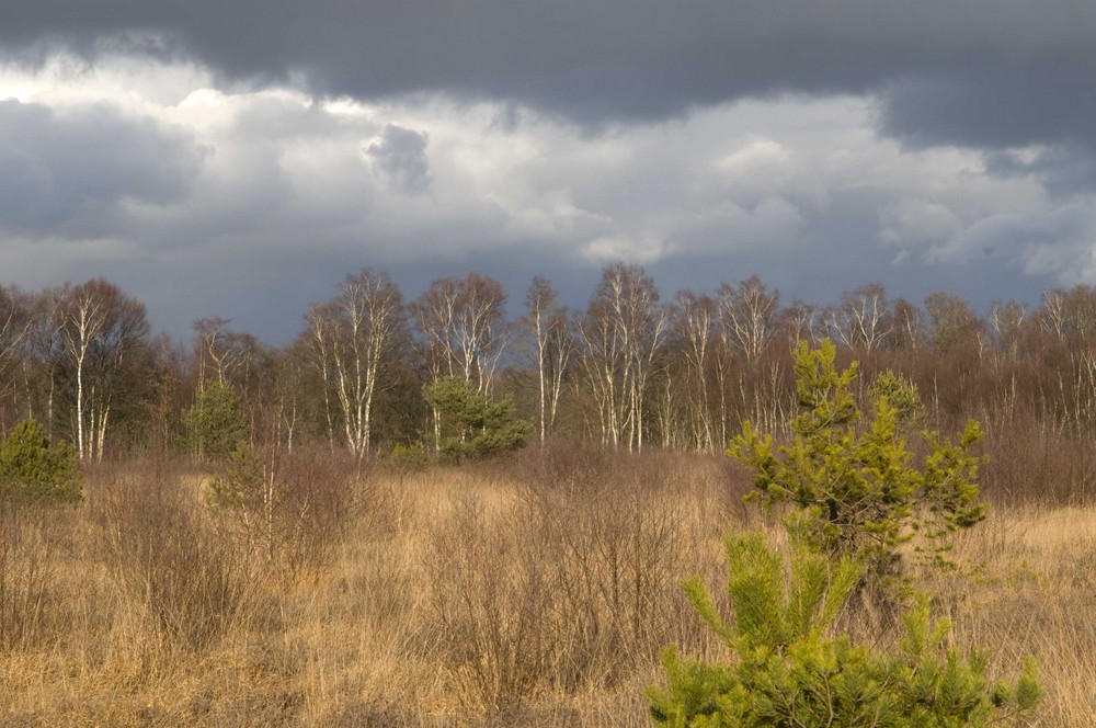 Das Moor im Winter 2