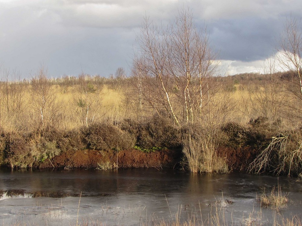 Das Moor im Winter 4