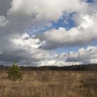 Das Moor im Winter