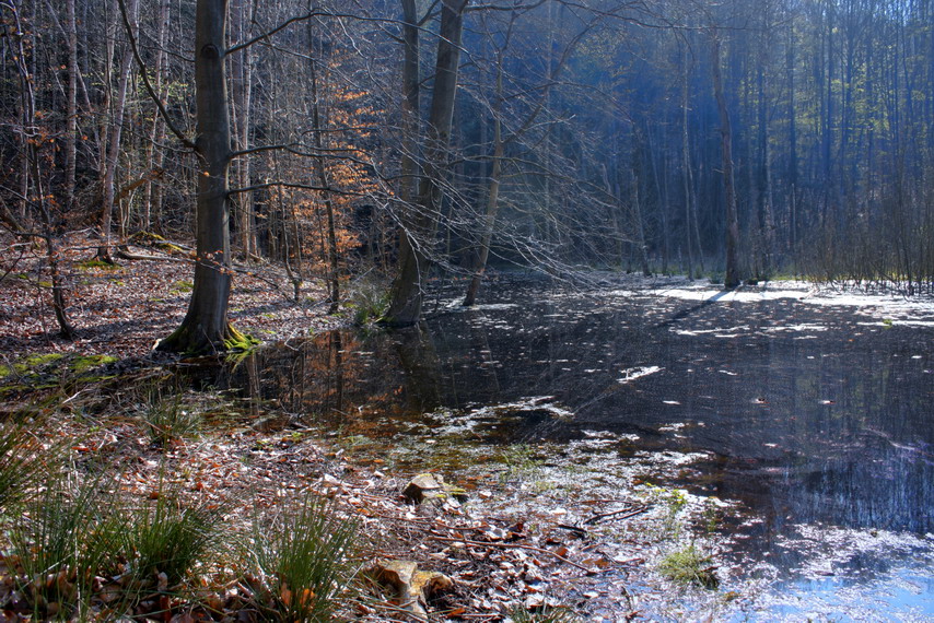 Das Moor in Bad Freienwalde am Baasee