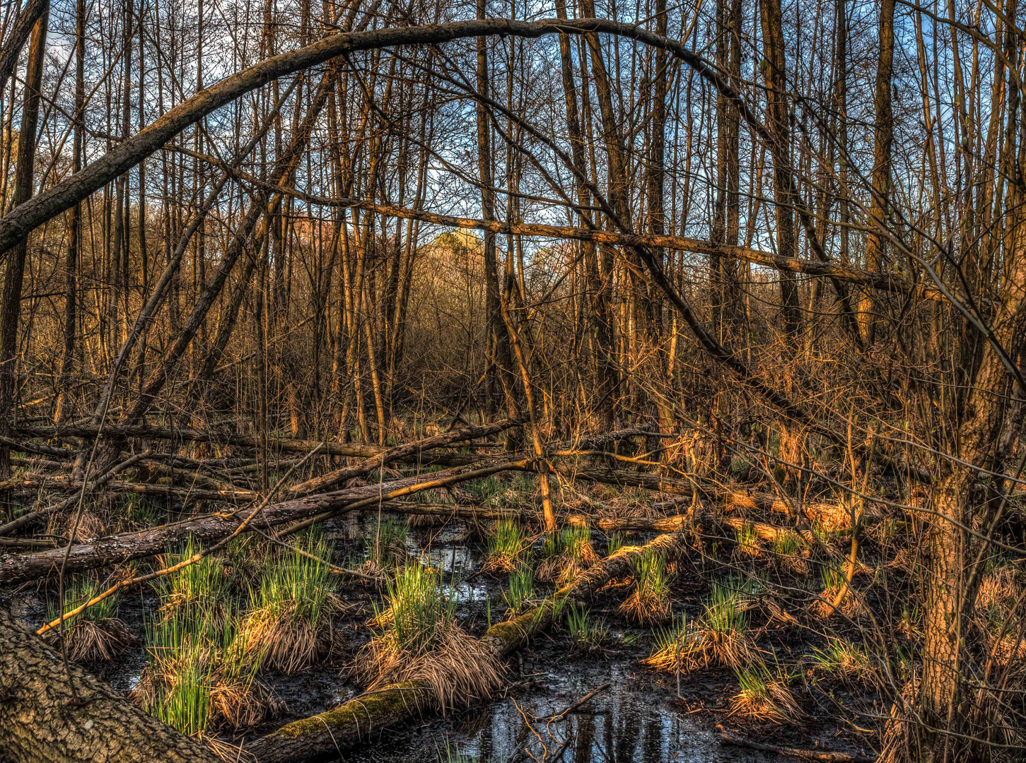 Das Moor in der Abendsonne2