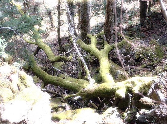 Das Moos hat sich den Baum geschnappt