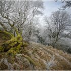 Das Moos lässt den Baum noch einmal Leuchten.