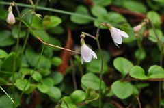 Das Moosglöckchen (Linnaea borealis)