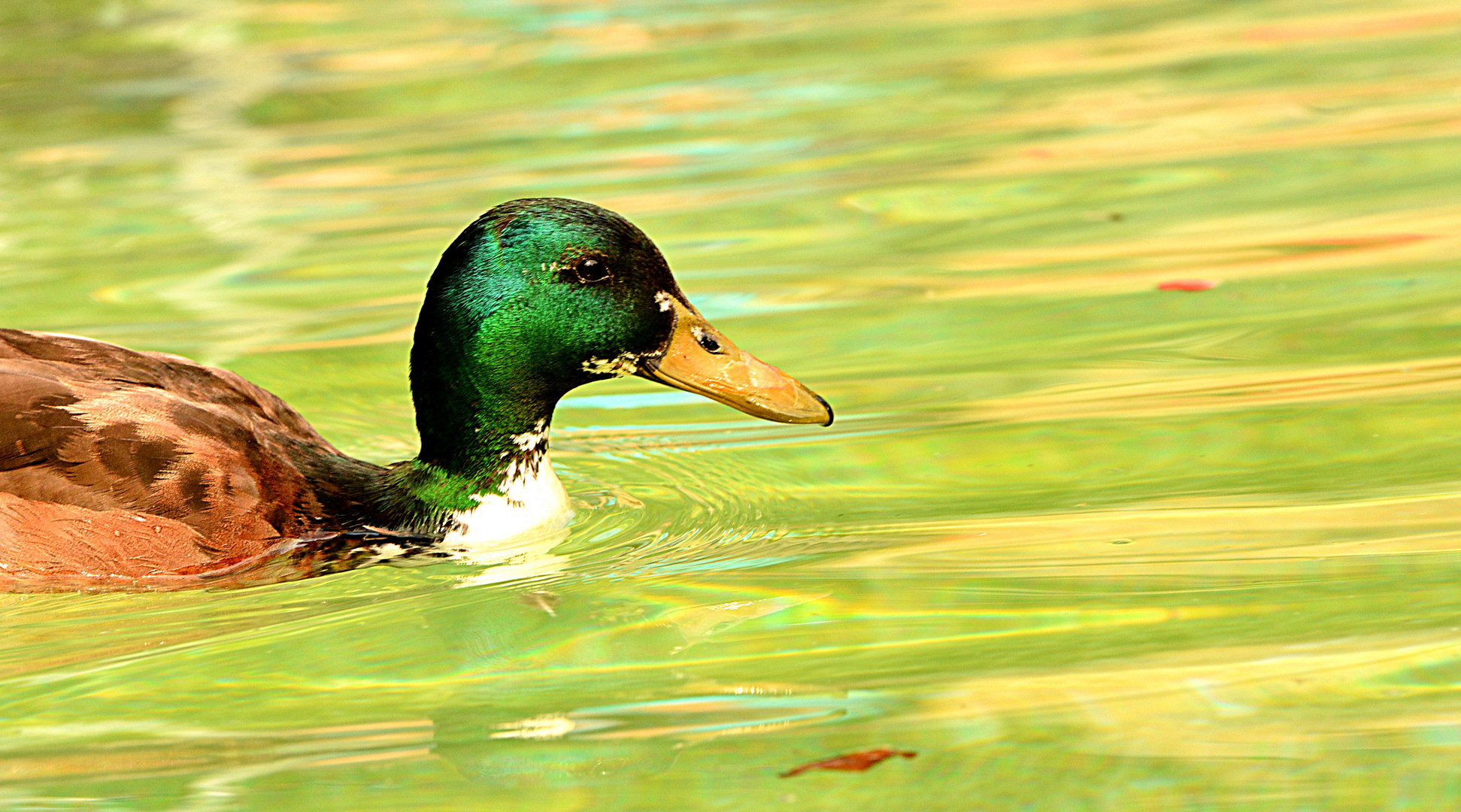 Das Morgenbad im Flamingoteich der Wilhelma Stuttgart