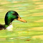 Das Morgenbad im Flamingoteich der Wilhelma Stuttgart