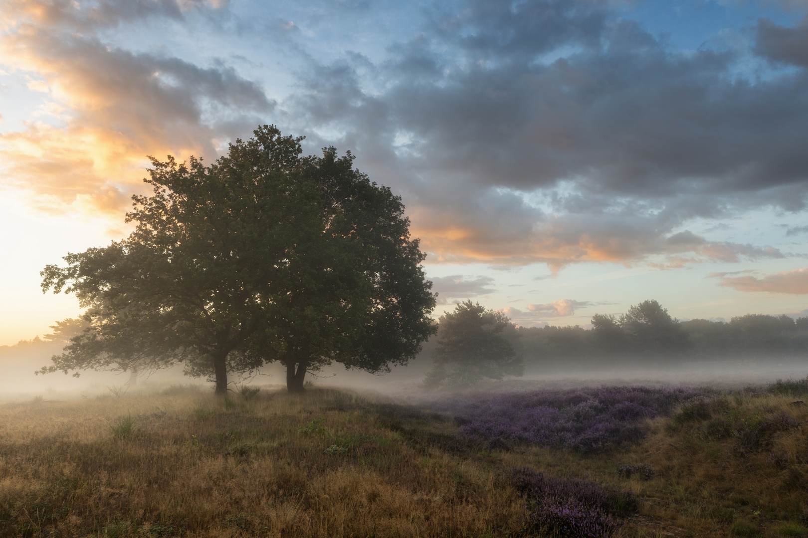 ::das morgendliche Licht::