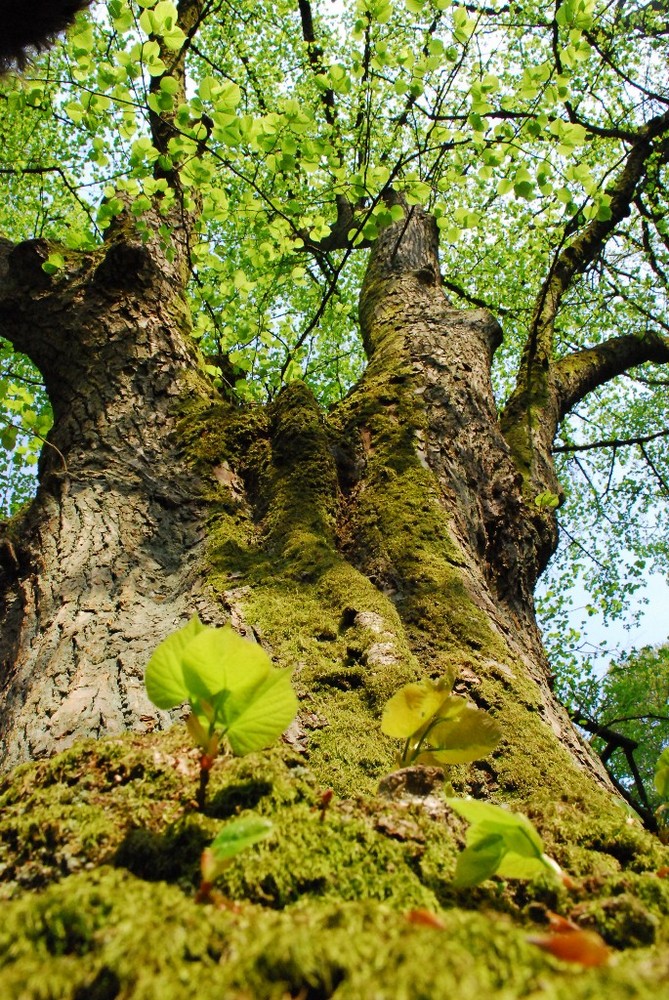 Das Mos wandert den Baum hinauf