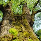 Das Mos wandert den Baum hinauf