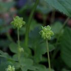 Das Moschuskraut - Adoxa Moschatellina