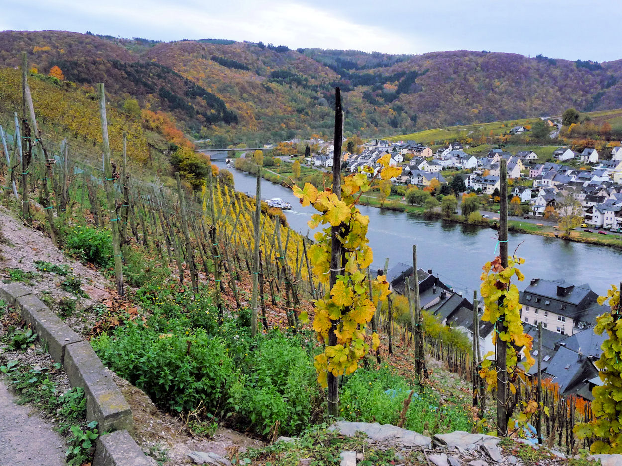 Das Moseltal bei Zell