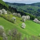 Das Mostviertel blüht (2.Bild)