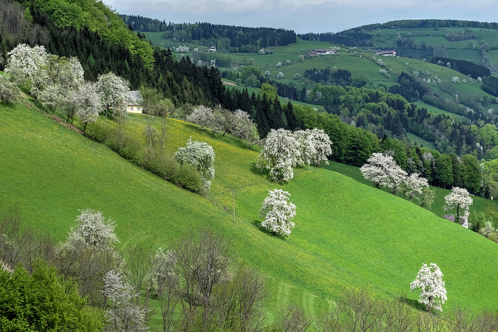 Das Mostviertel blüht (2.Bild)