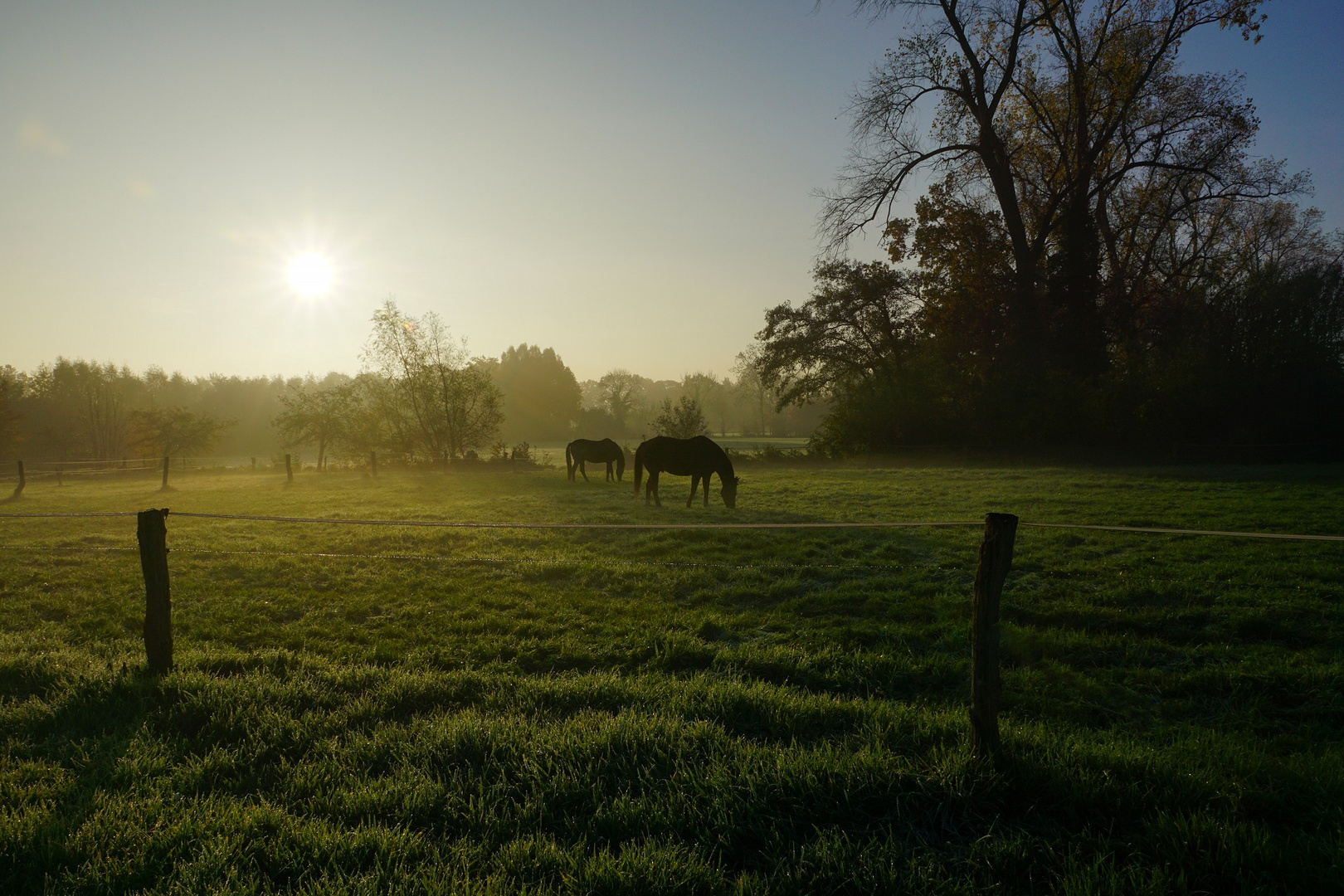 Das Münsterland im schönen Frühnebel