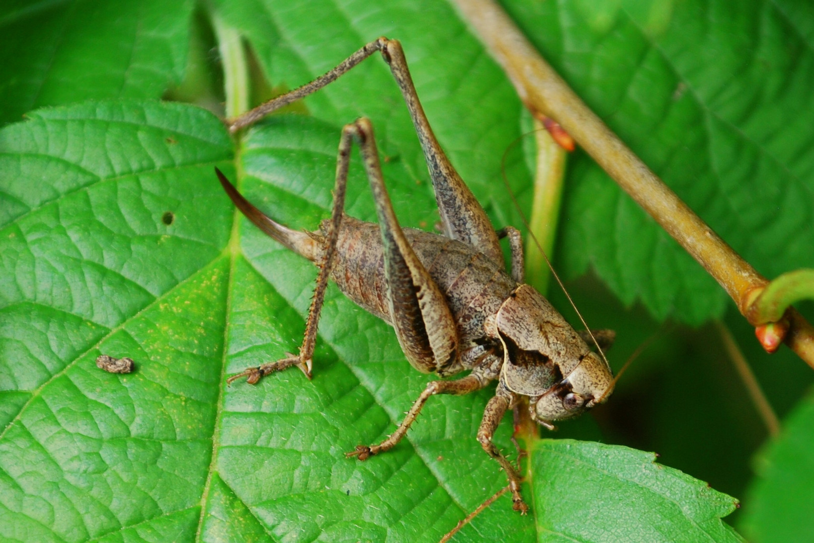 das müsste die gewöhnliche Strauchschrecke sein