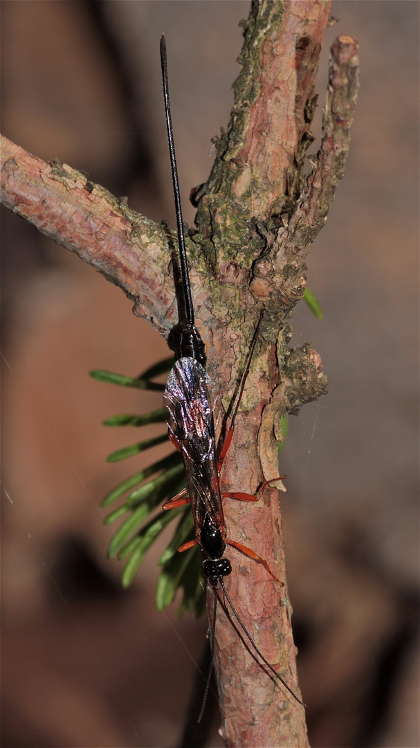 Das müßte die Schwarze Kiefernholzwespe sein (Xeris spectrum), . . .