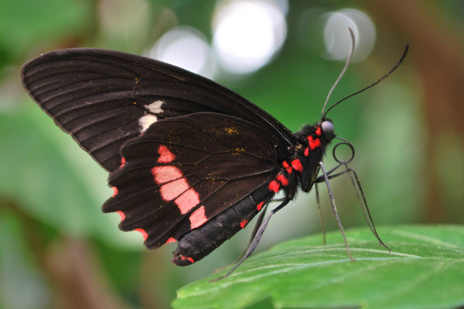 Das müsste ein parides iphidamus- gewöhnlicher Parides sein