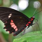 Das müsste ein parides iphidamus- gewöhnlicher Parides sein