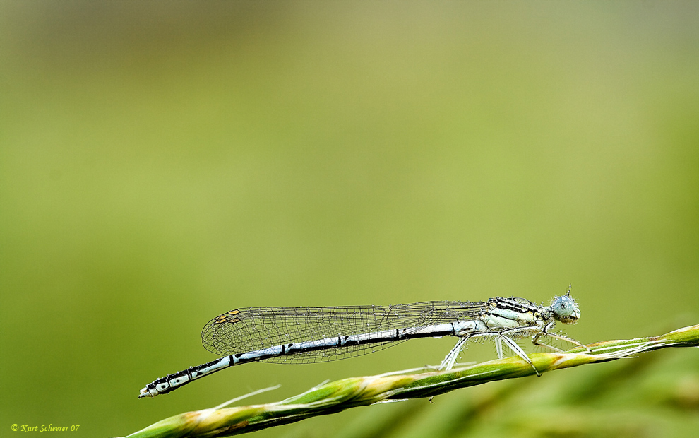 Das müsste eine Blaue Federlibelle sein.