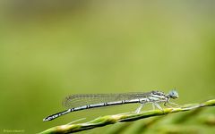 Das müsste eine Blaue Federlibelle sein.