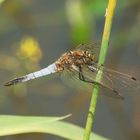 Das müsste eine männliche Plattbauch-Libelle sein