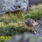 Das Murmel genießt die Morgensonne