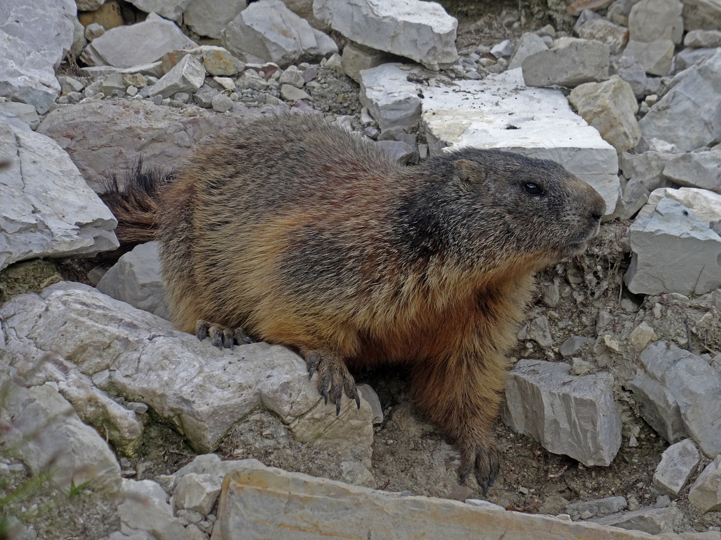 Das Murmeltier Foto & Bild | tiere, wildlife, säugetiere ...