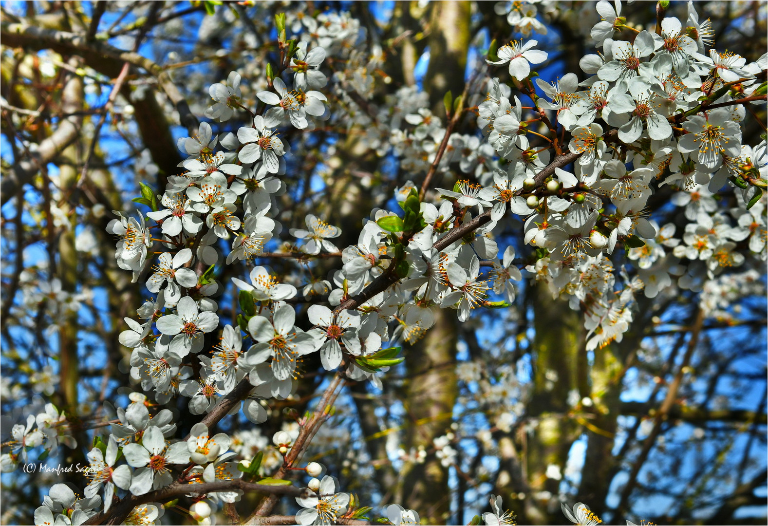 Das muss der Frühling sein...  