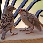 das mußte ich imer jeden tag in egypten auf unserem balkon ansehen wenn ich frühstücken wollte teil3