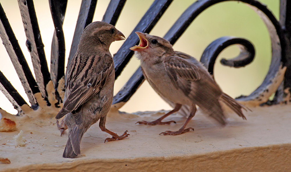 das mußte ich imer jeden tag in egypten auf unserem balkon ansehen wenn ich frühstücken wollte teil3