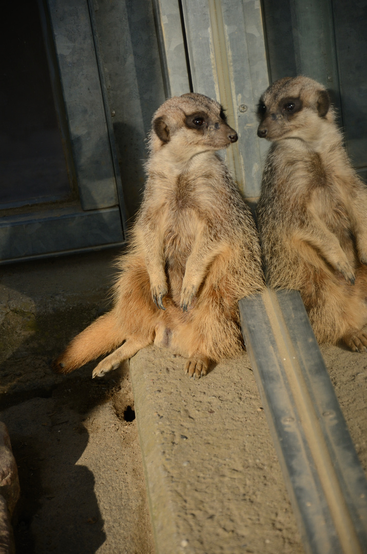 Das nachdenkliche Erdmännchen