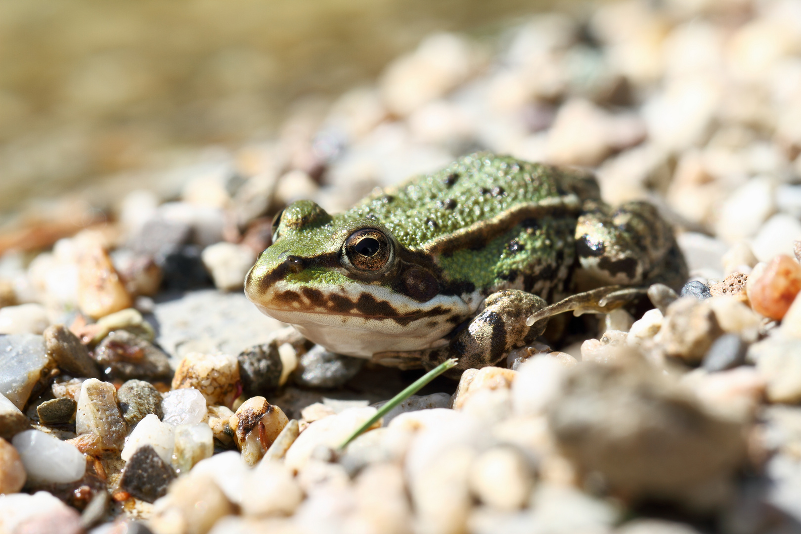 Das nächste Froschkonzert ist gesichert ...