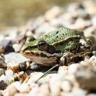 Das nächste Froschkonzert ist gesichert ...